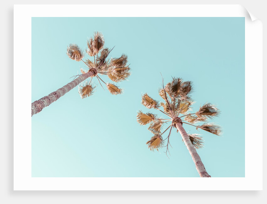 Palm trees by Assaf Frank
